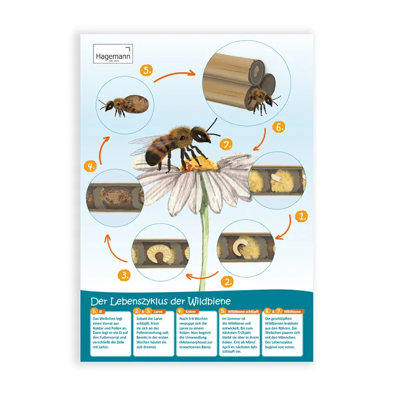 Set Bienen-Poster A2, 3-tlg.