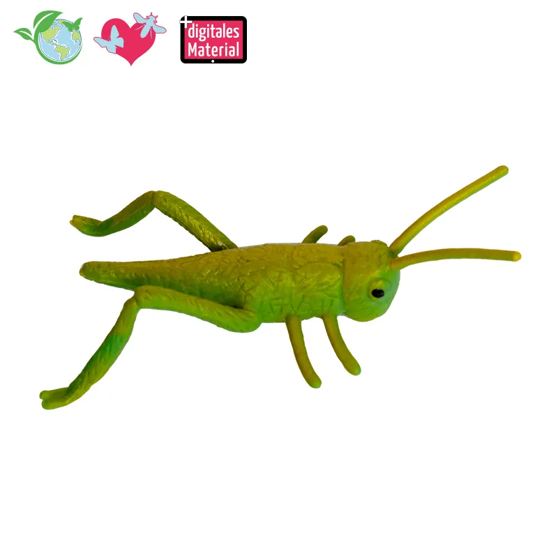 Lebenszyklus-Modell "Heuschrecke", 4-tlg.