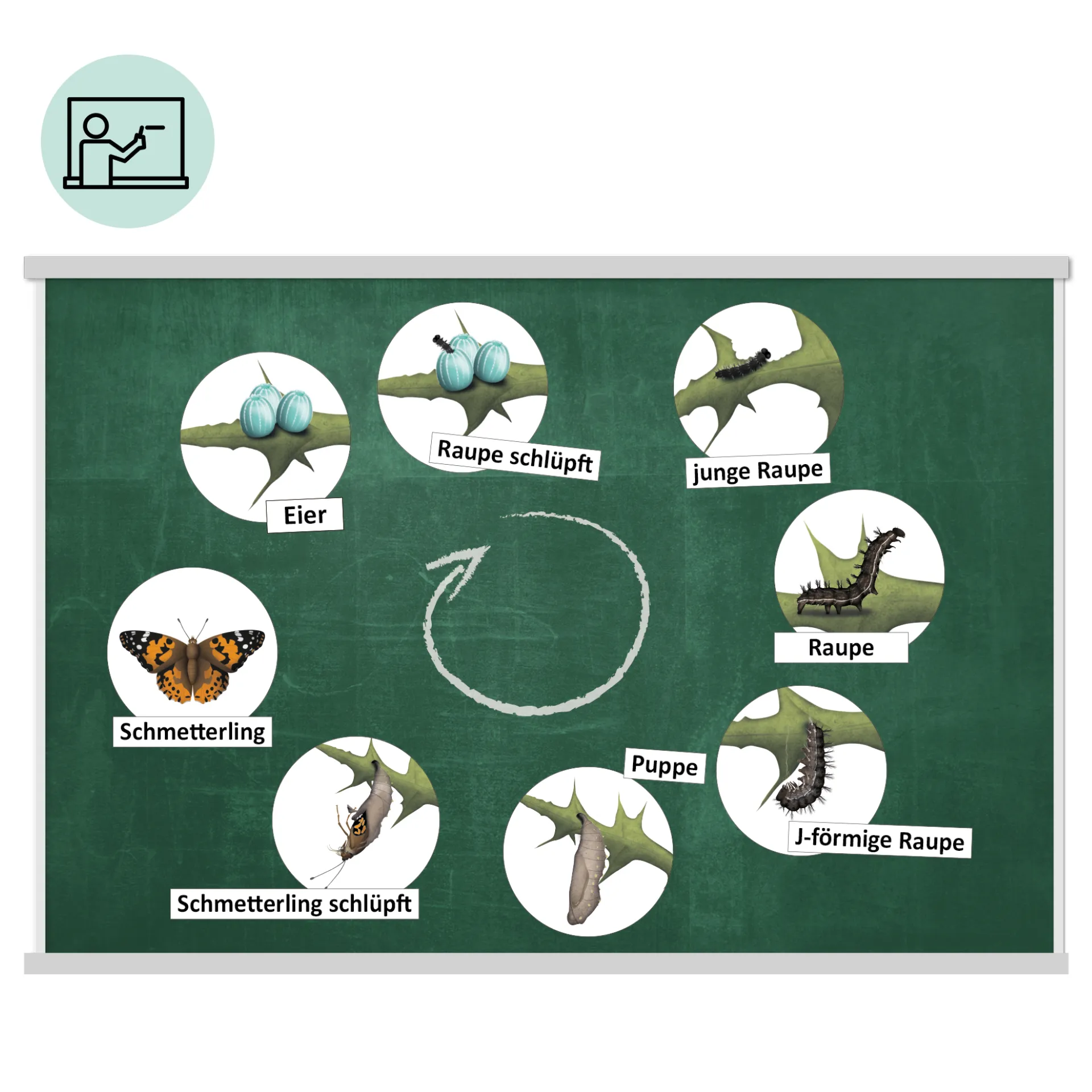 Klassenset Lebenszyklus "Schmetterlinge, Bienen & Marienkäfer", magnetisch, 100-tlg.