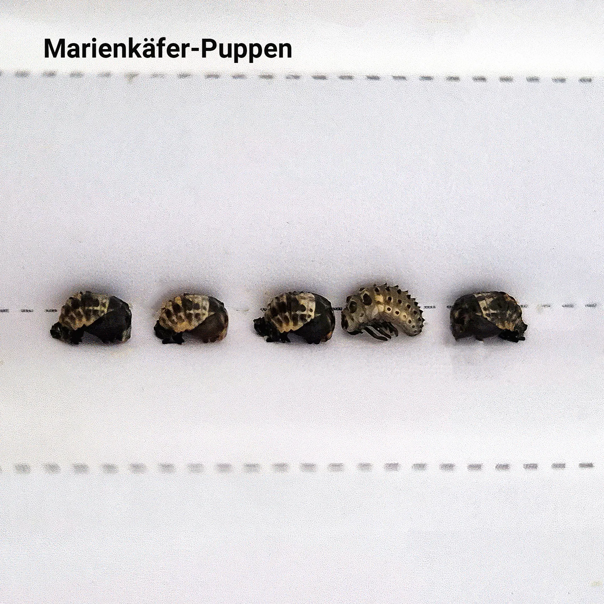 Zuchtset "Marienkäfer", 6-tlg.