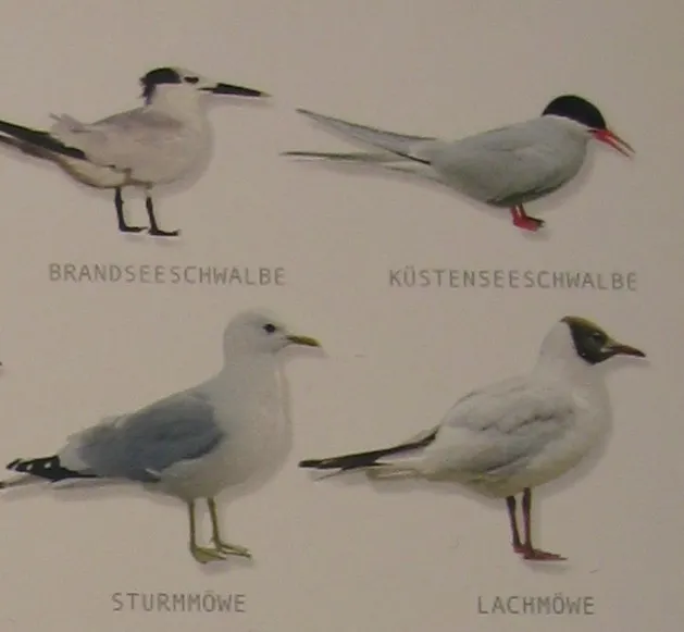 Bestimmungstafel A5 "Seevögel"
