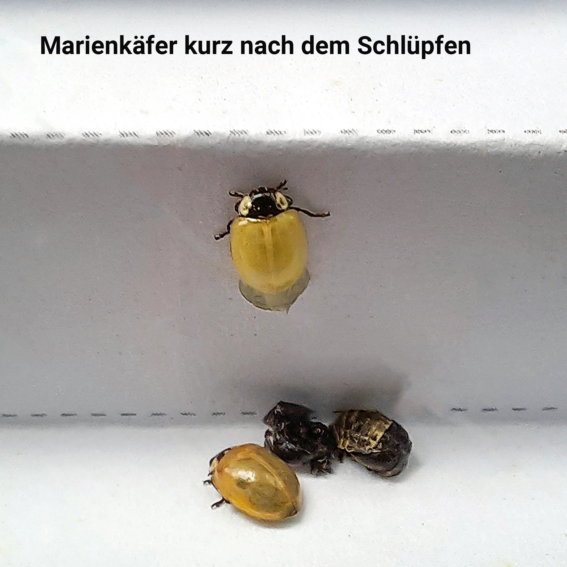 Zuchtset "Marienkäfer", 6-tlg.