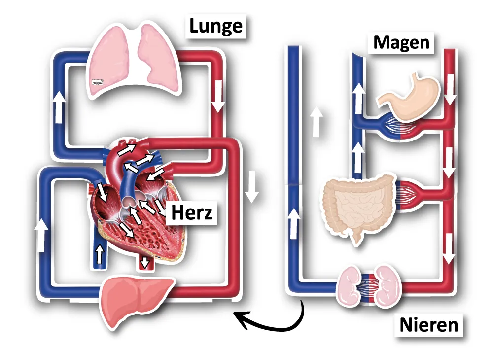 Der kleine und der große Blutkreislauf, magnetisch, 40-tlg.
