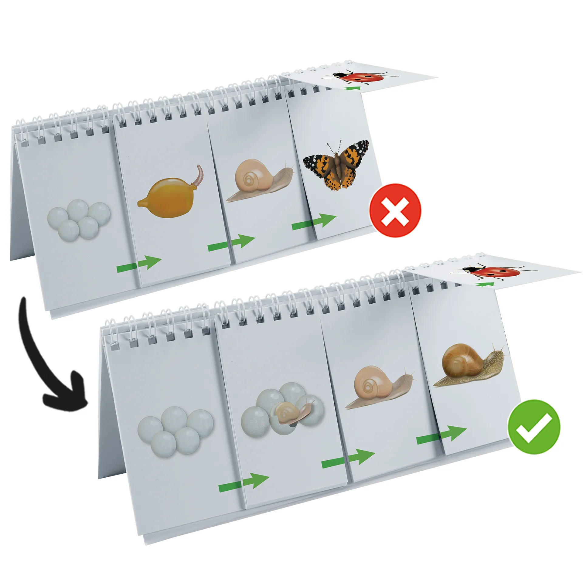 Klappen-Flipchart "Lebenszyklus: Schmetterlinge, Bienen & Co."