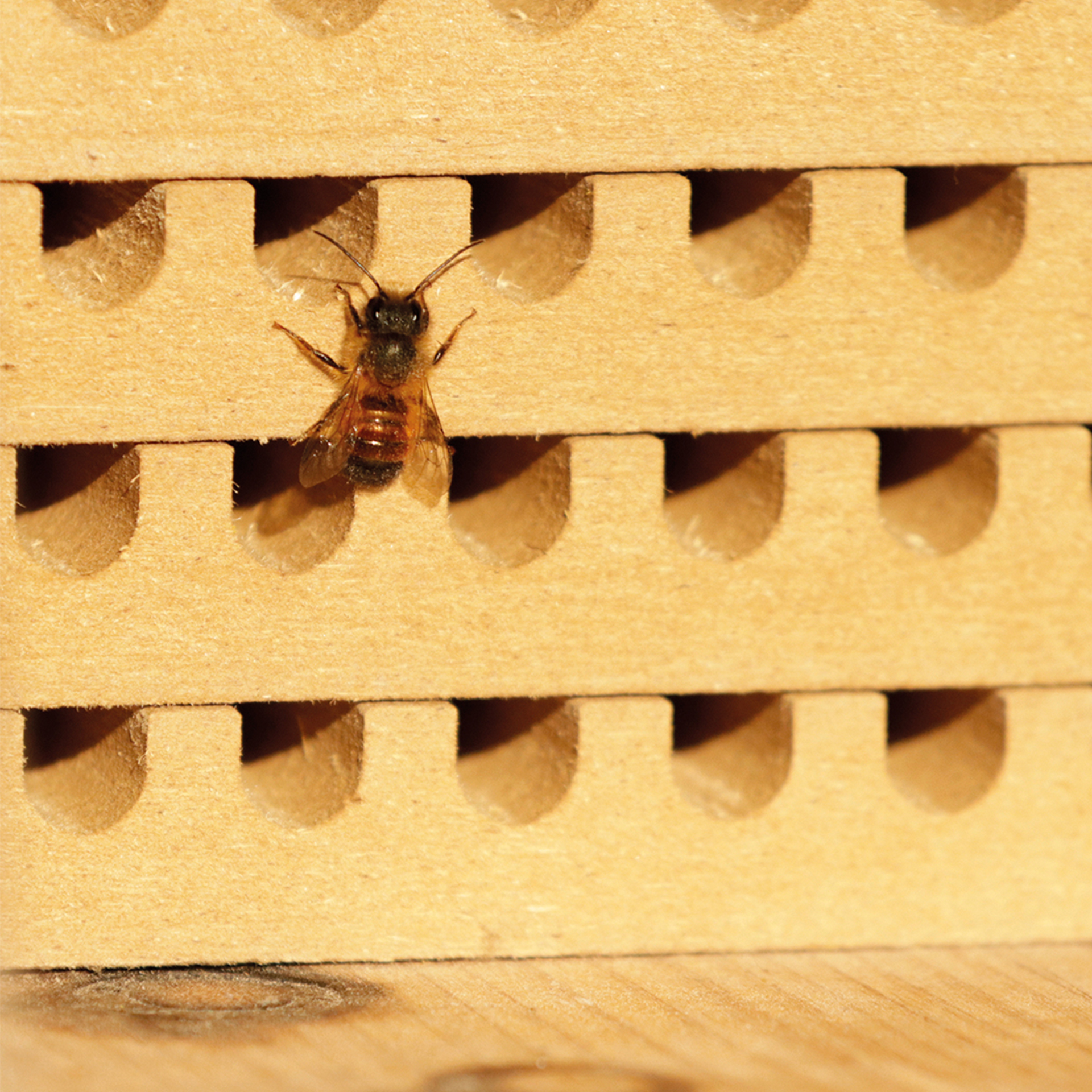 Zuchtset "Wildbienen mit Kokons", Rote Mauerbiene, 5-tlg.