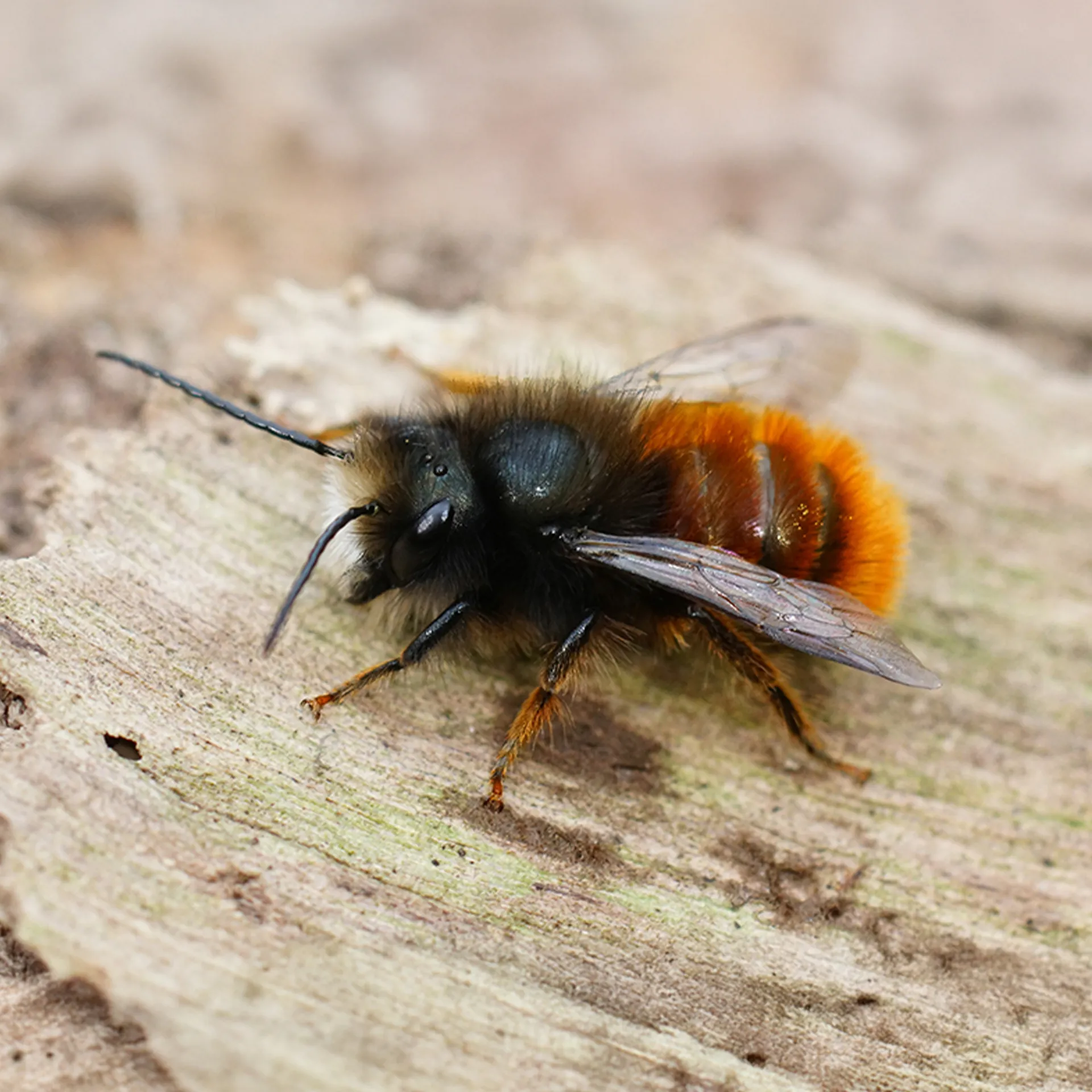 Zuchtset "Wildbienen mit Kokons", Gehörnte Mauerbiene, 5-tlg.