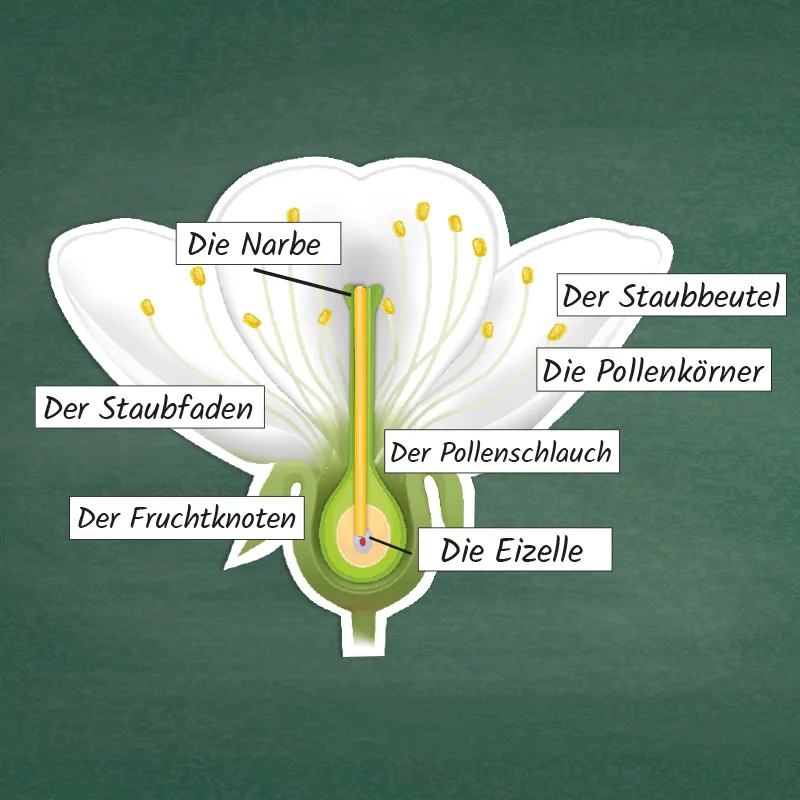 Kirschblüte: Aufbau, Bestäubung, Befruchtung, magnetisch, 31-tlg.
