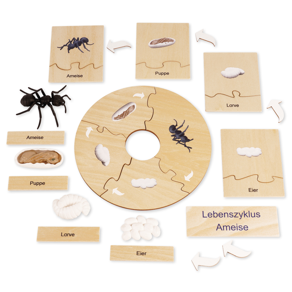 TimeTEX Livscykel för en myra, i trälåda "Montessori Premium"