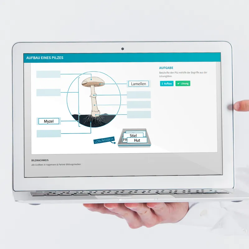 Zuchtset "Braunkappe", Pilze