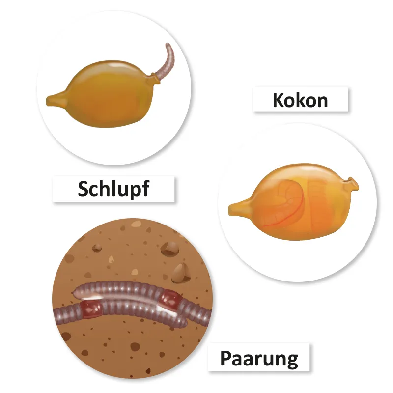 Lebenszyklus und Leben "Regenwurm", magnetisch, 24-tlg.