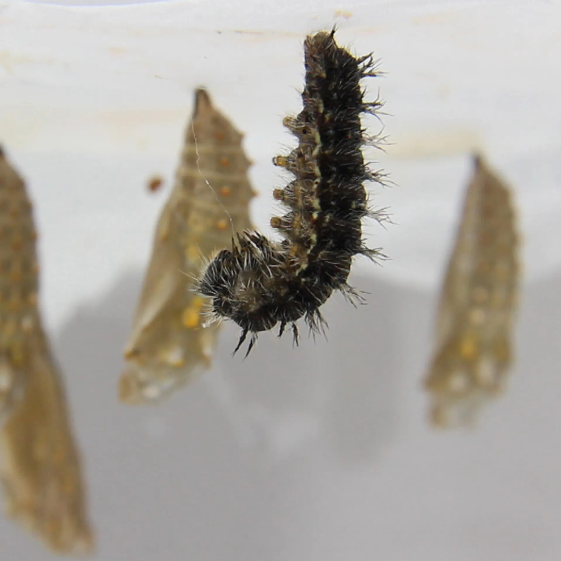 Gutschein-Set "Schmetterlinge", Starter-Set, 5-tlg.