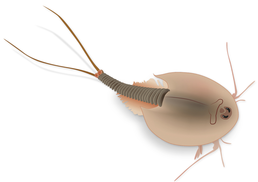 Zuchtset "Triops", 6-tlg.