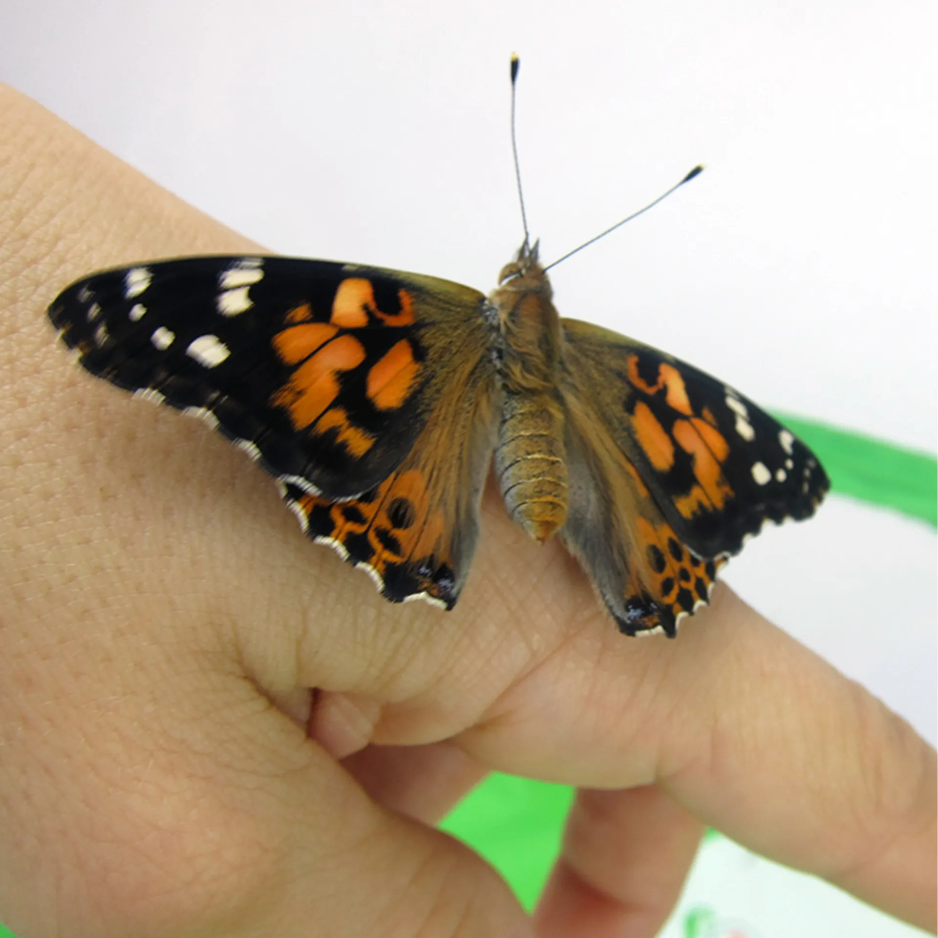 Zuchtset "Schmetterlinge", kompakt mit Komfort-Netz, 7-tlg.