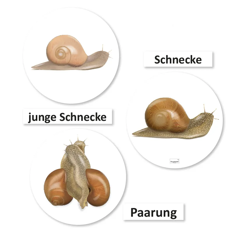 Lebenszyklus und Leben "Schnecke", magnetisch, 24-tlg.