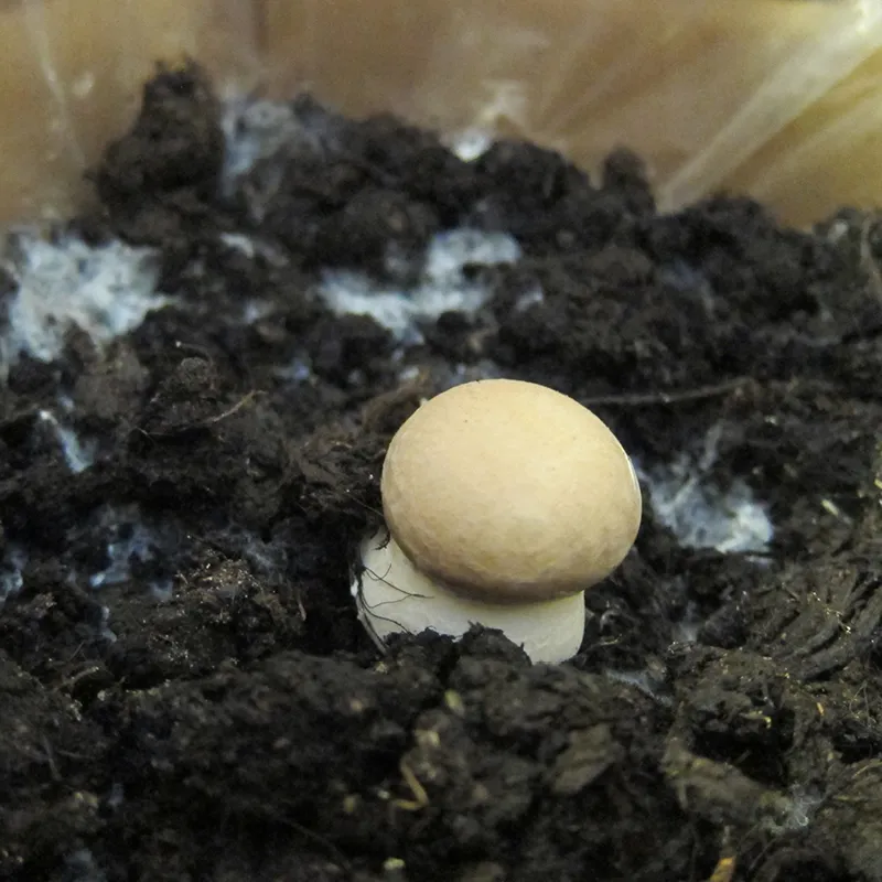 Zuchtset "Champignons weiß", Pilze