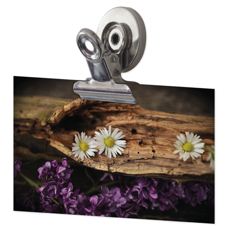 Hagemann Set Magnet-Clips 31 mm, 3-tlg.