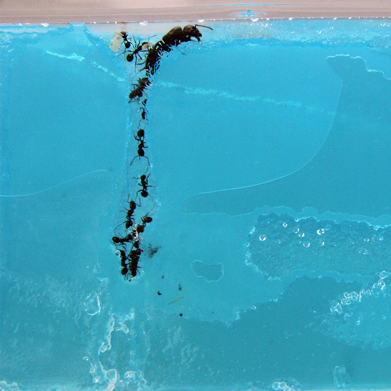 Beobachtungs-Set "Ameisen", 8-tlg.