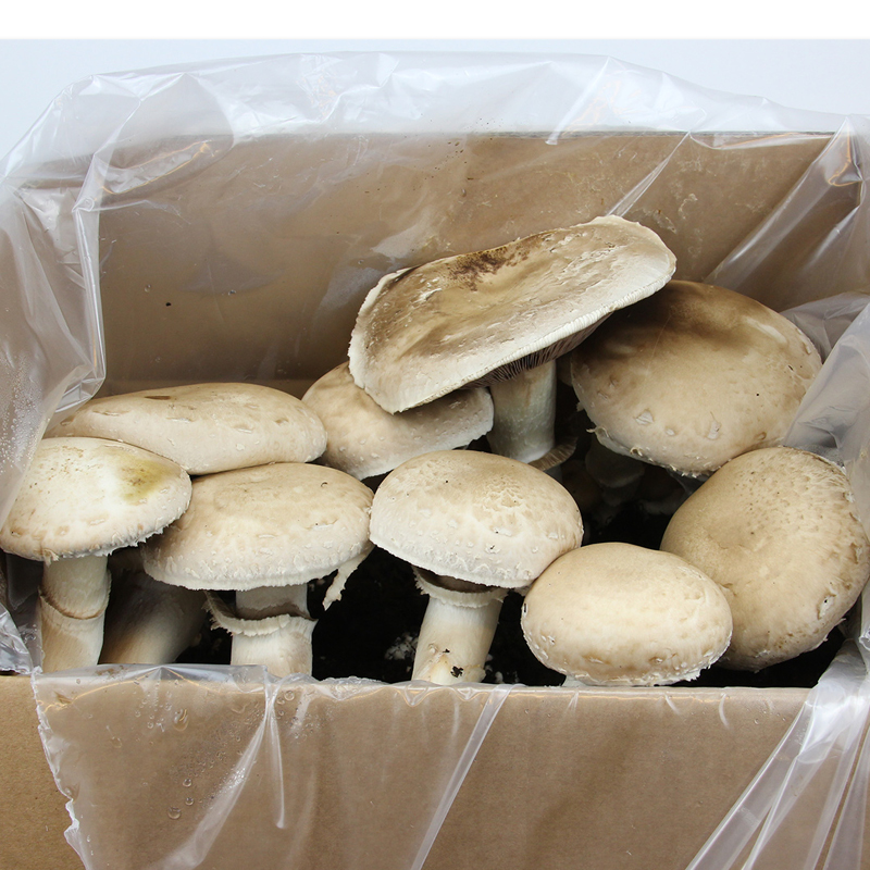 Zuchtset "Champignons weiß", Pilze