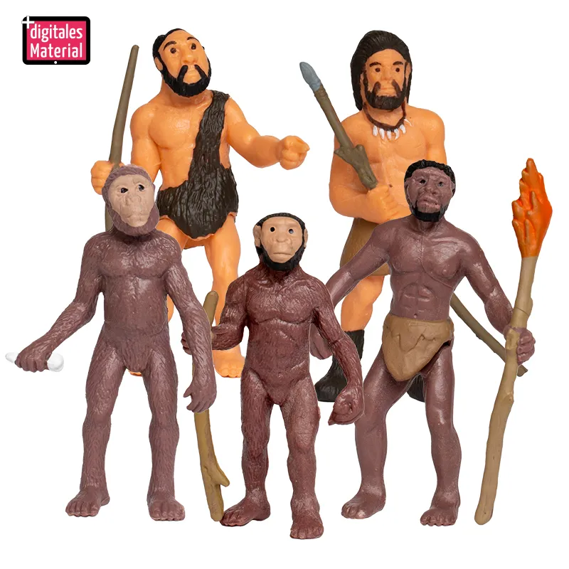 Modell "Entwicklung des Menschen", 5-tlg.