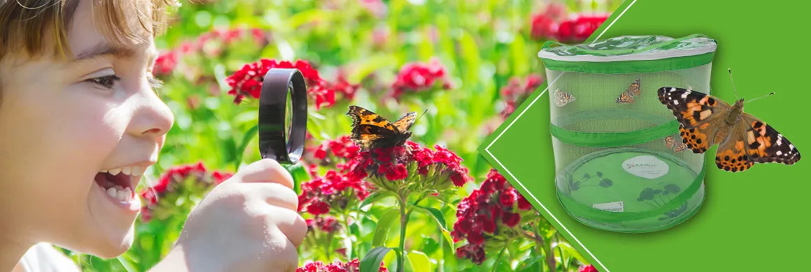 Schmetterlinge_im_Unterricht_Themenwelt-min