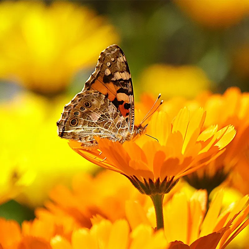 Schmetterlings-Futterbar