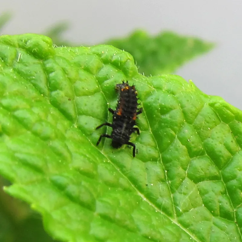 Nachbestell-Gutschein Marienkäfer-Larven, 10-15 Stück