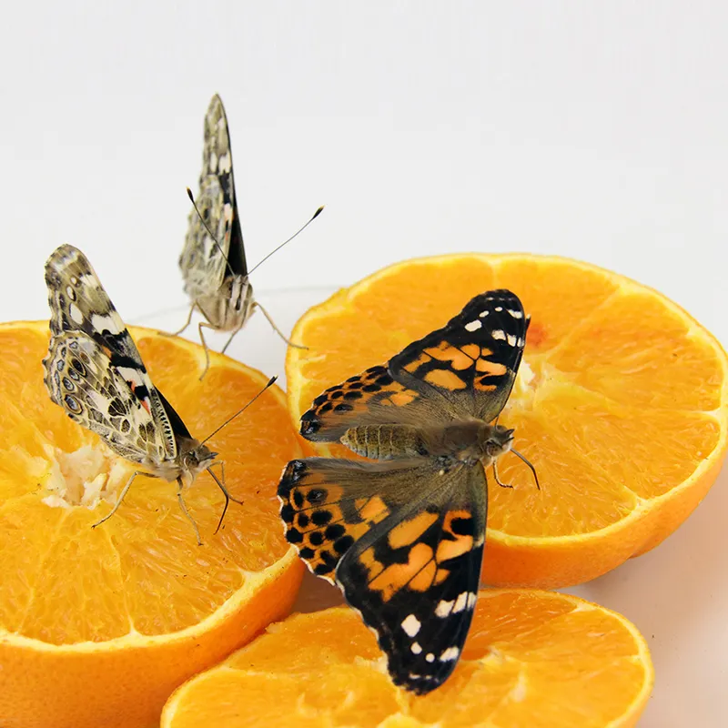 Hagemann kweekset „Vlinders“, 8-delig