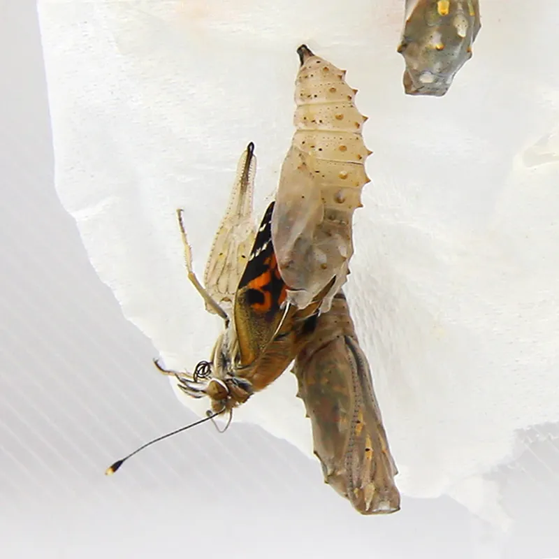 Zuchtset "Schmetterlinge", groß, 12-tlg.