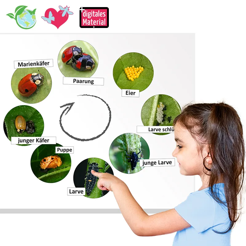 Lebenszyklus "Marienkäfer", magnetisch, 16-tlg.