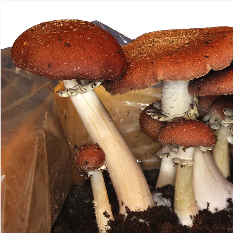 Zuchtset "Braunkappe", Pilze