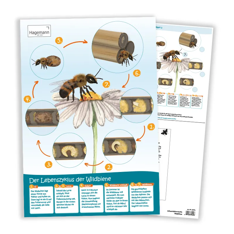 Poster A2 "Lebenszyklus Wildbiene"