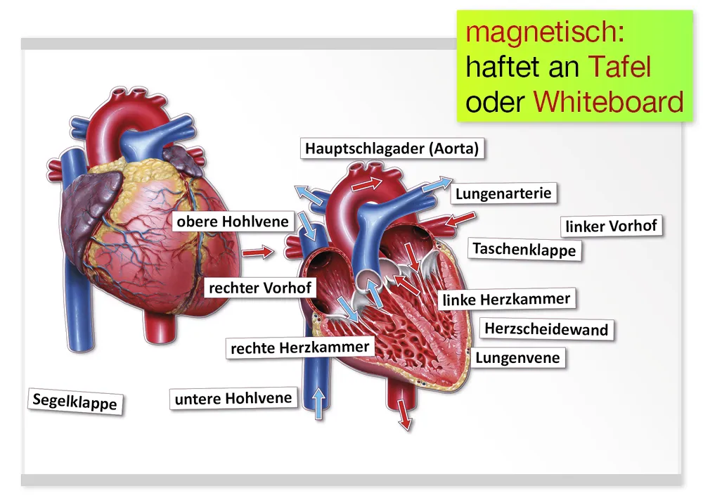 Das Herz von innen und außen, magnetisch, 26-tlg.