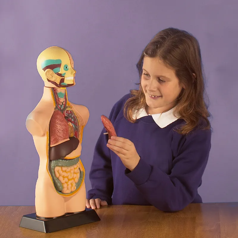 Modell "Menschlicher Oberkörper", 50 cm