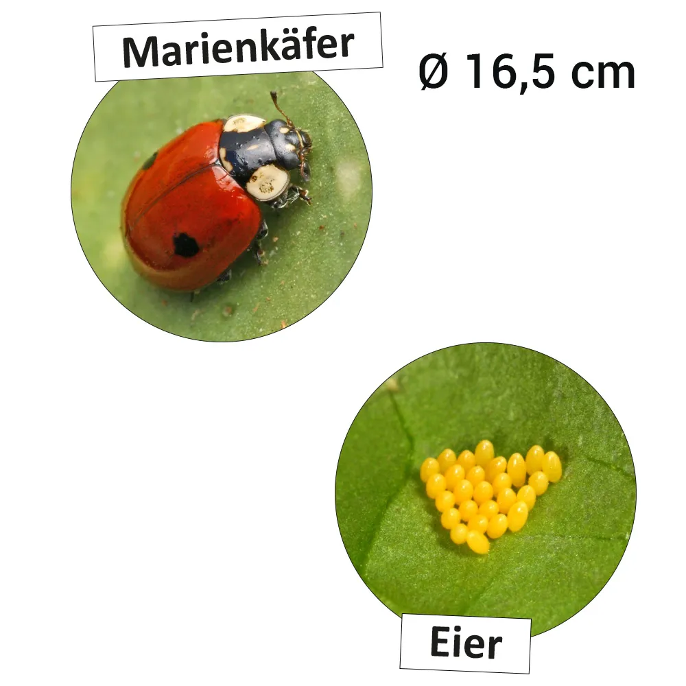 Lebenszyklus "Marienkäfer", magnetisch, 16-tlg.