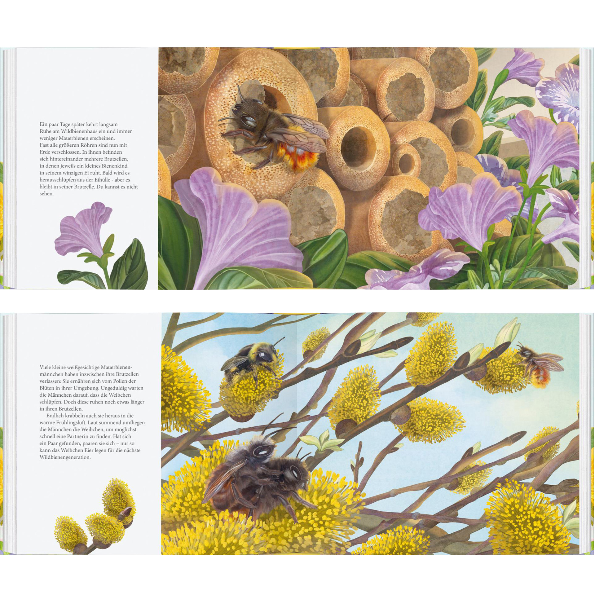 Buch "Ich bau dir ein Haus, kleine Wildbiene!", 56 Seiten