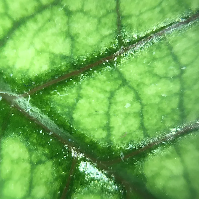 Mikroskop do telefonu komórkowego, ø 3 cm