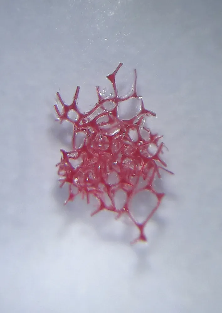 Fertig-Präparate zum Mikroskopieren, 36 Stück