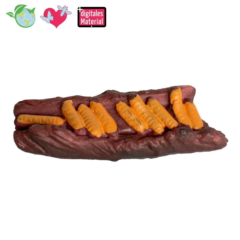 Lebenszyklus-Modell "Heuschrecke", 4-tlg.