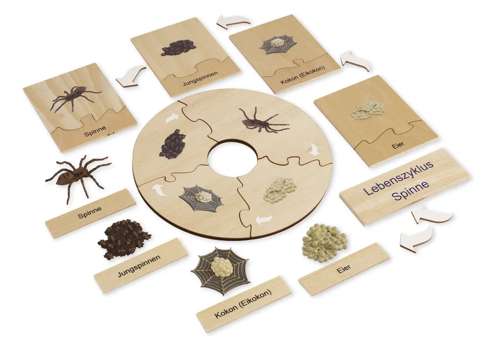 TimeTEX livscykel för en spindel, i trälåda "Montessori Premium"