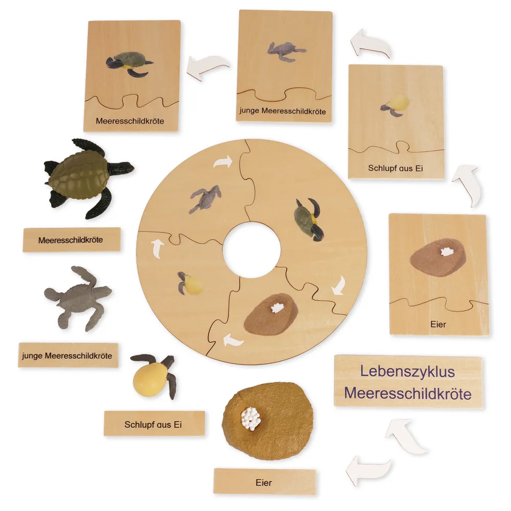 TimeTEX livscykel för en sköldpadda, i trälåda "Montessori Premium"