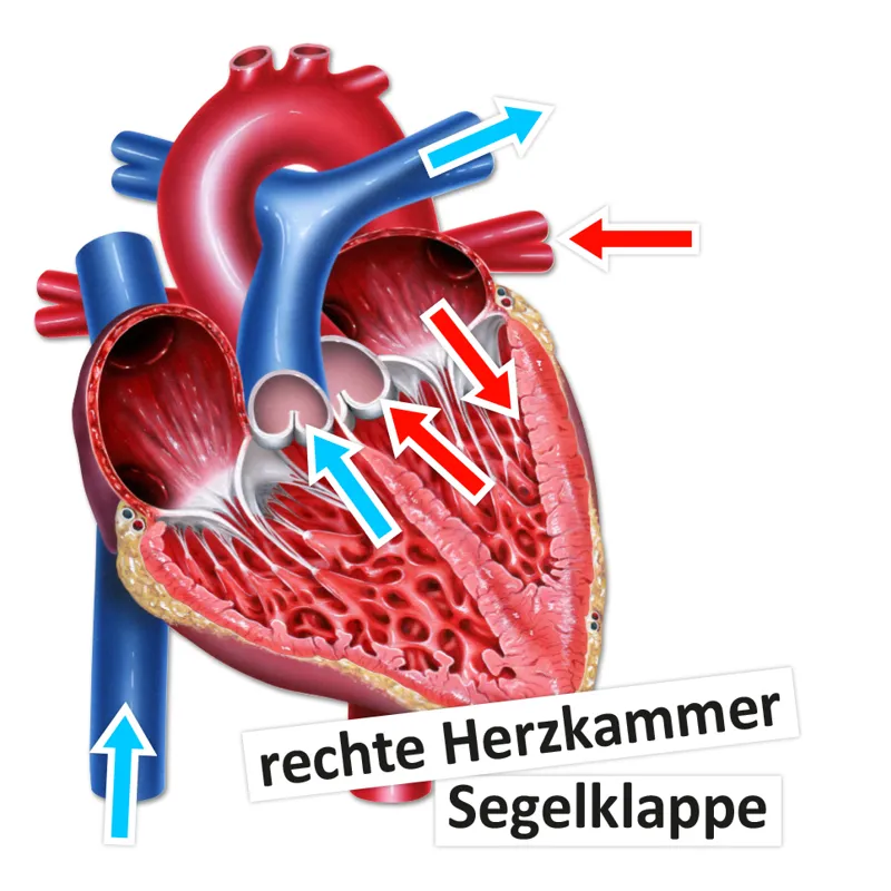 Das Herz von innen und außen, magnetisch, 26-tlg.