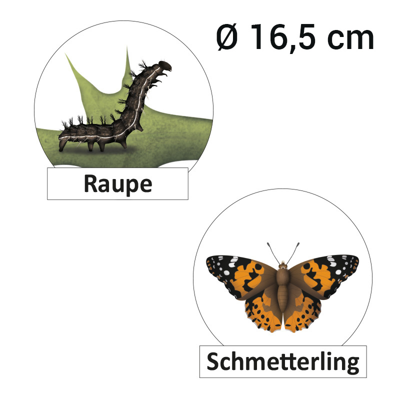 Lebenszyklus "Schmetterling", magnetisch, 16-tlg.