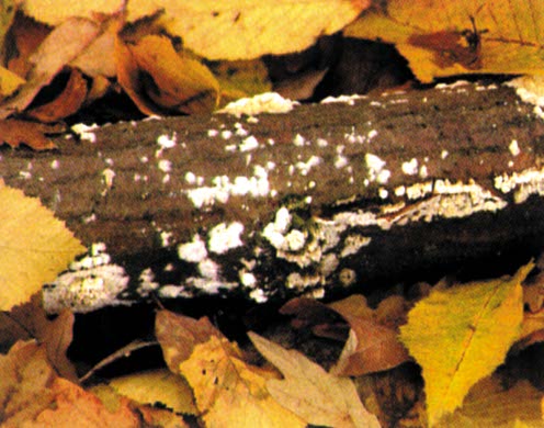 Hagemann DVD-Lehrfilm Zurück zur Erde - Der Stoffkreislauf im Wald