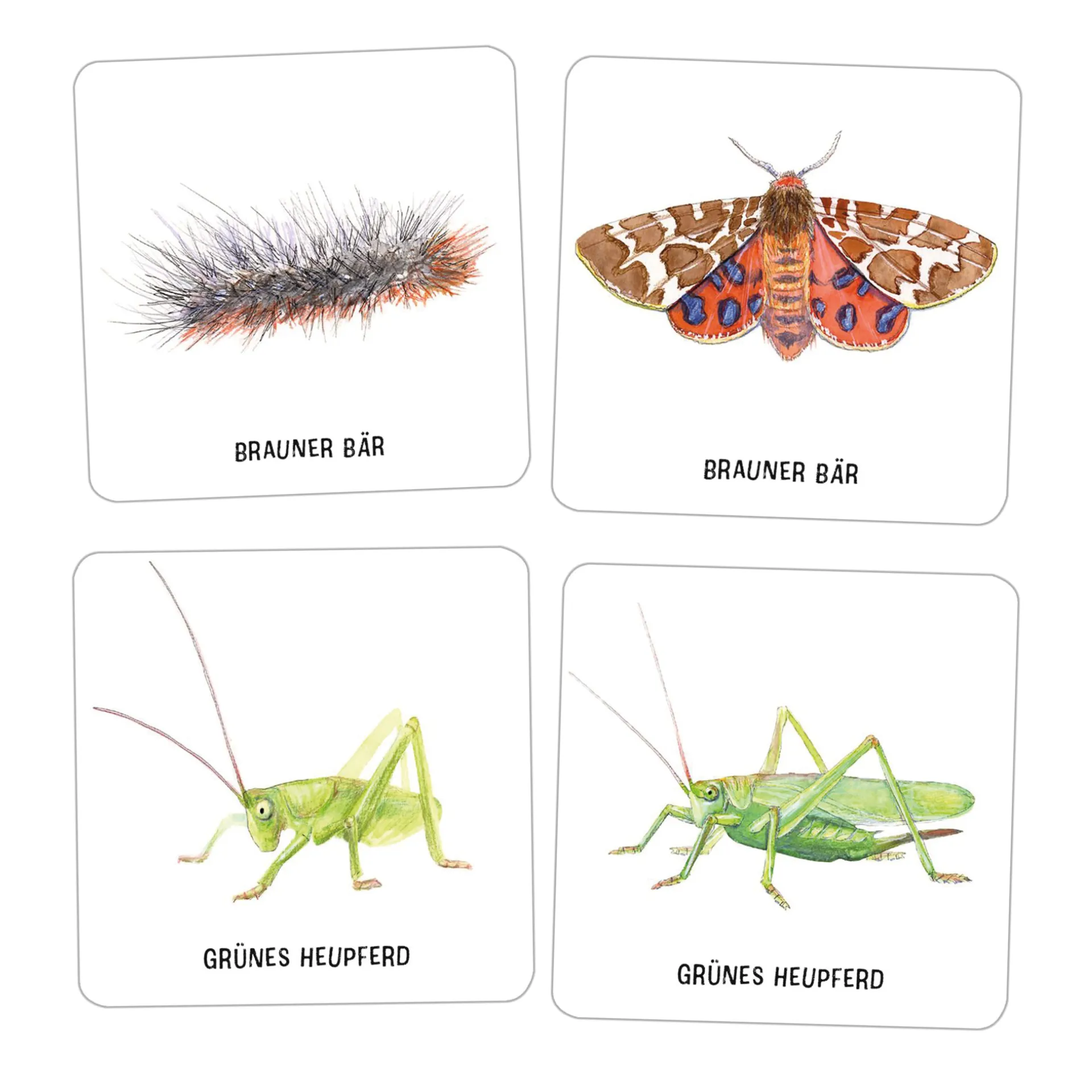 Memo-Spiel "Das große Insekten Memo", 61-tlg.