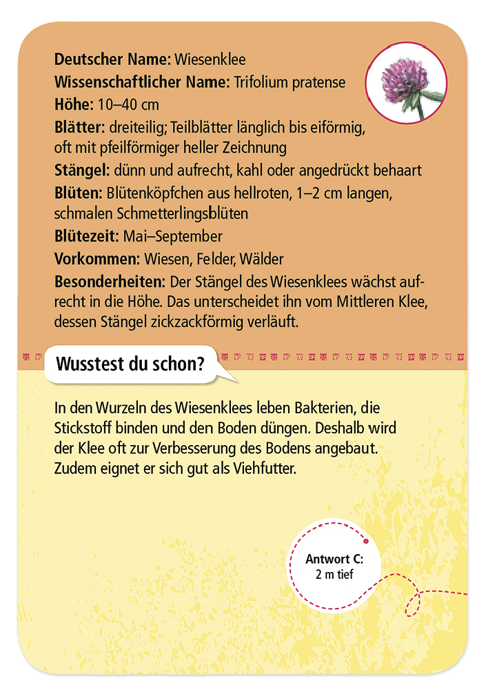 50 Heimische Blumen entdecken und bestimmen