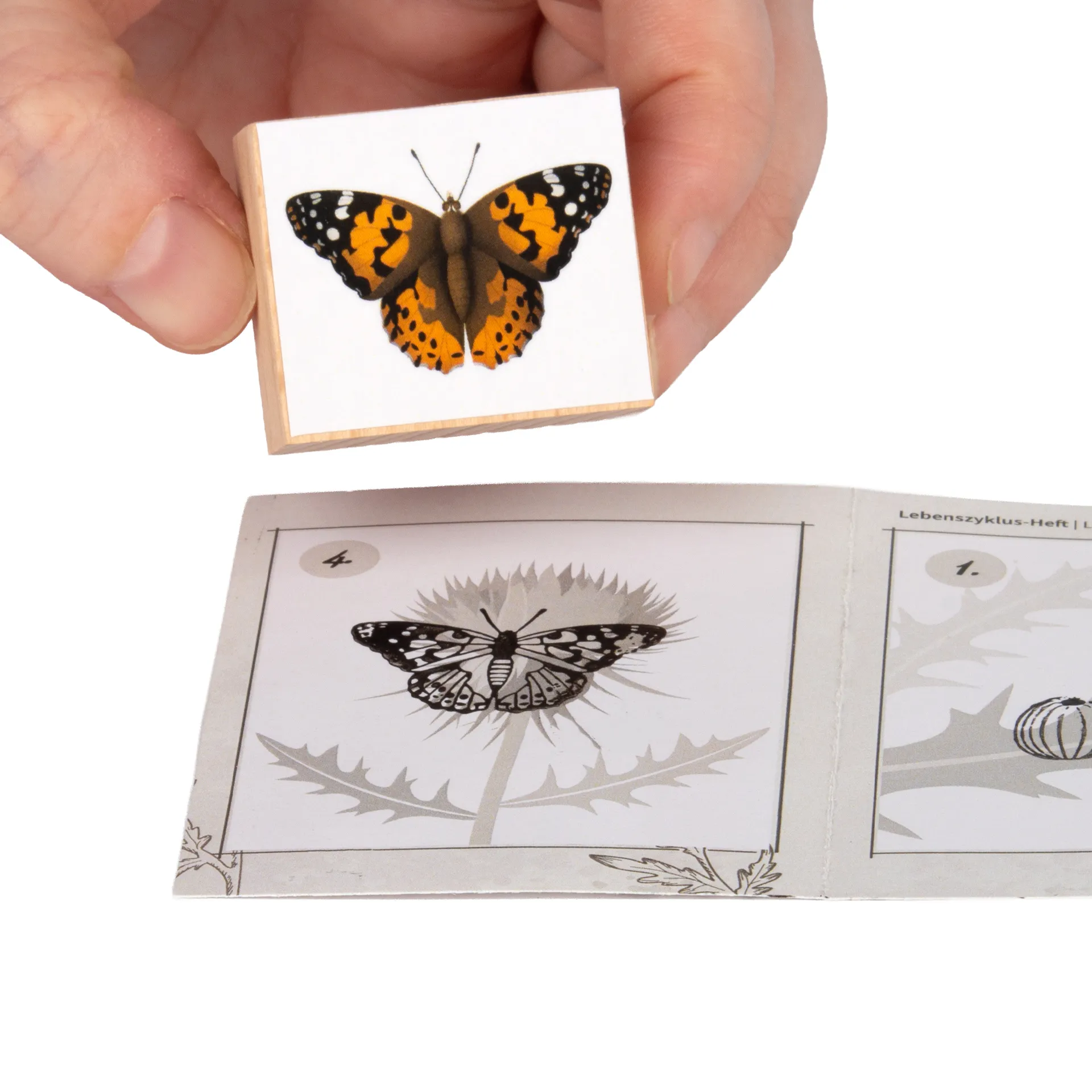 Set Holzstempel "Lebenszyklus Schmetterling", 11-tlg. mit Stempelkissen