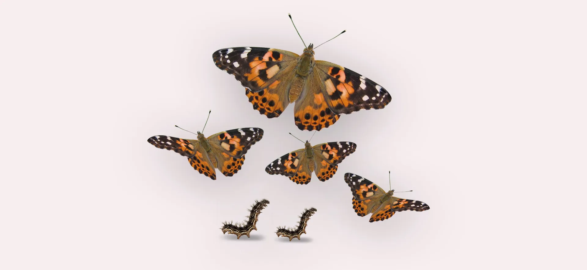 Schmetterlinge züchten im Unterricht