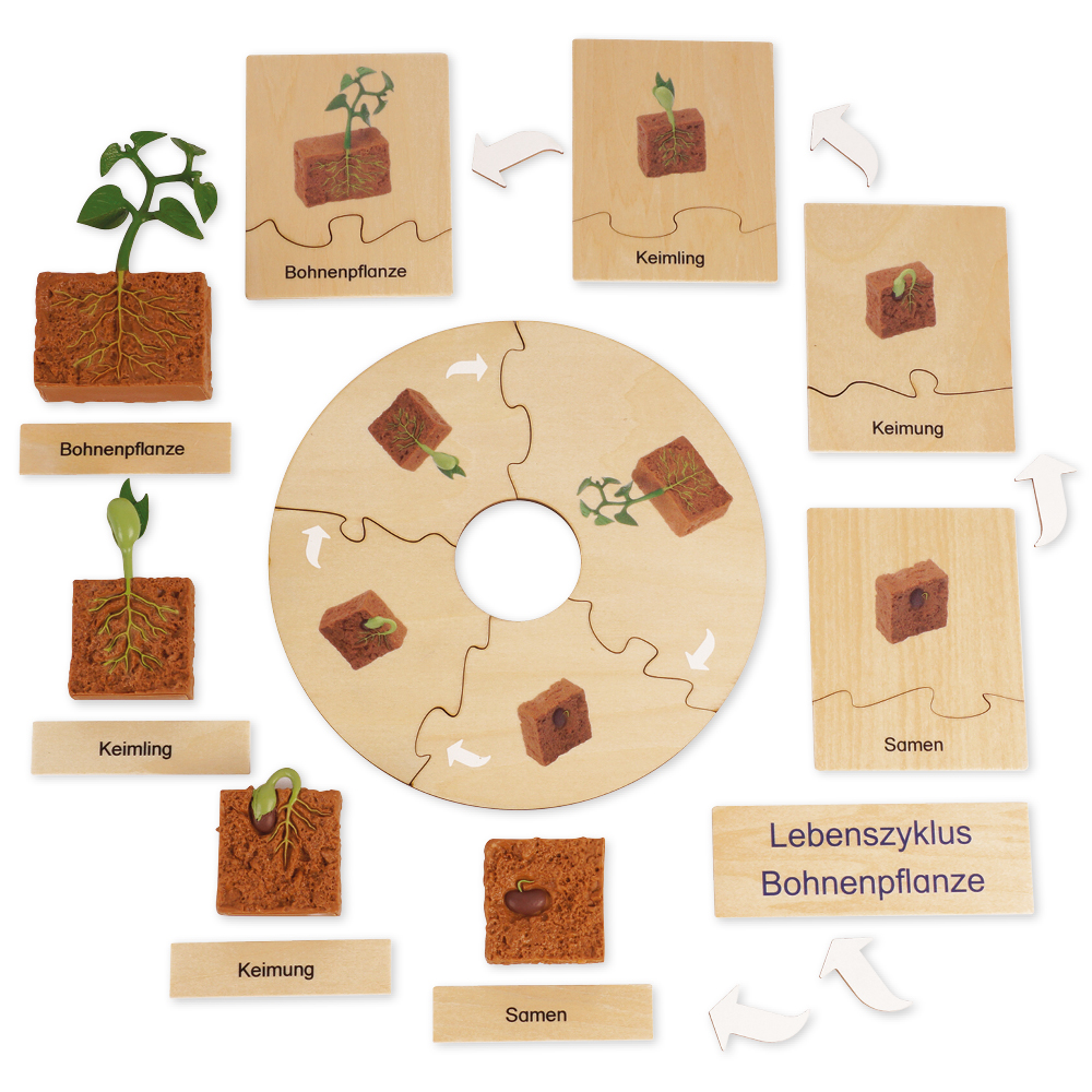 TimeTEX Lebenszyklus Bohnen-Pflanze, in Holzbox "Montessori Premium"