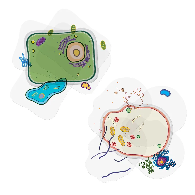 Set Stapelmodell "Pflanzliche und tierische Zelle", 20-tlg.