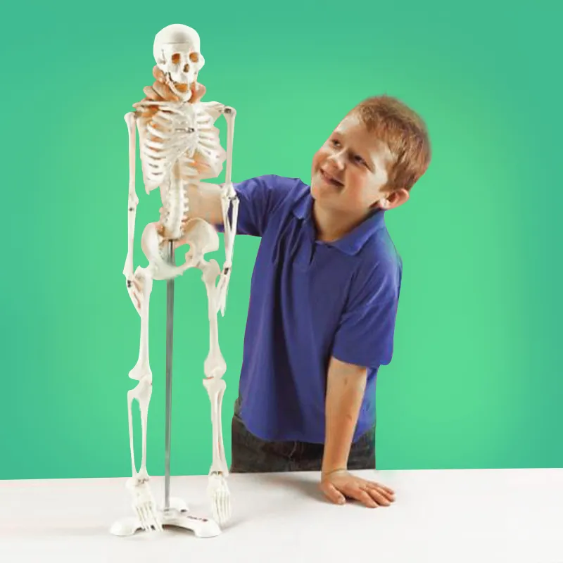 Skelett med stativ, 85 cm
